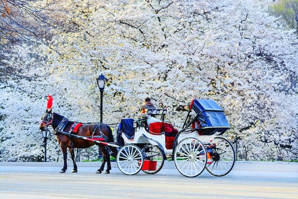 Photograph Mitchell Funk Horse Carriage on One Eyeland